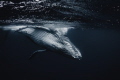   Humpback calf comes closer look. look  